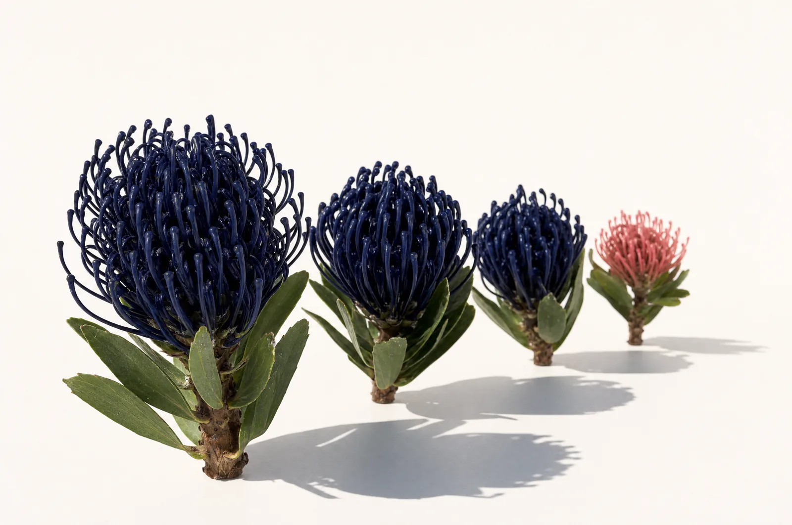 Deep navy pincushion proteas in a row narrowing away on white, the smallest one coral