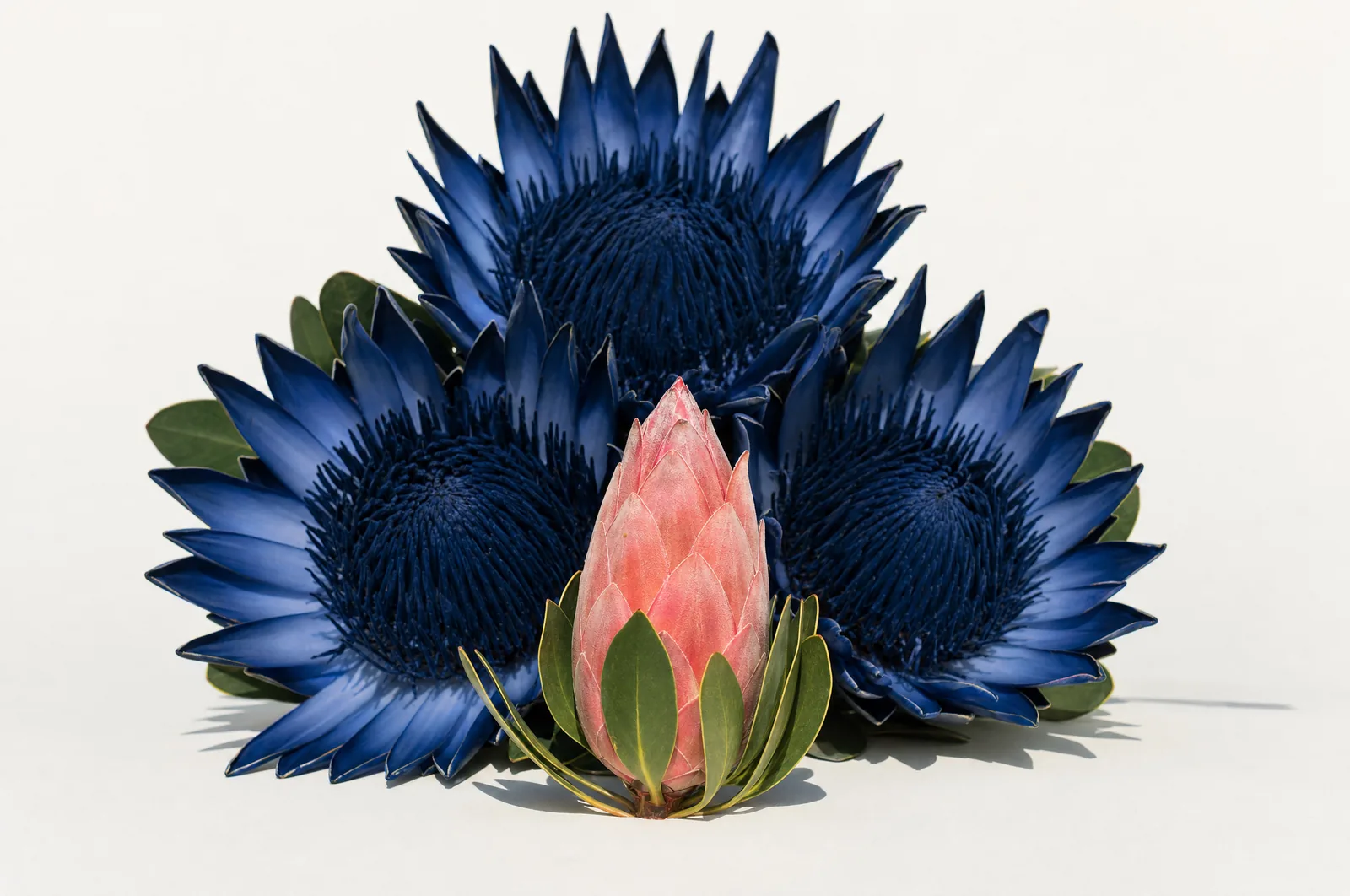 A small closed coral protea bud alone in front of three large open deep navy blooms