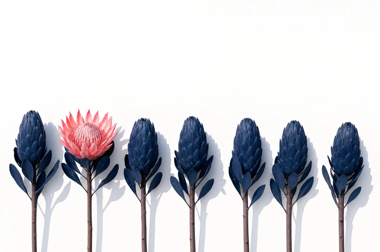 A row of closed deep navy protea buds on white, one coral bud already fully open