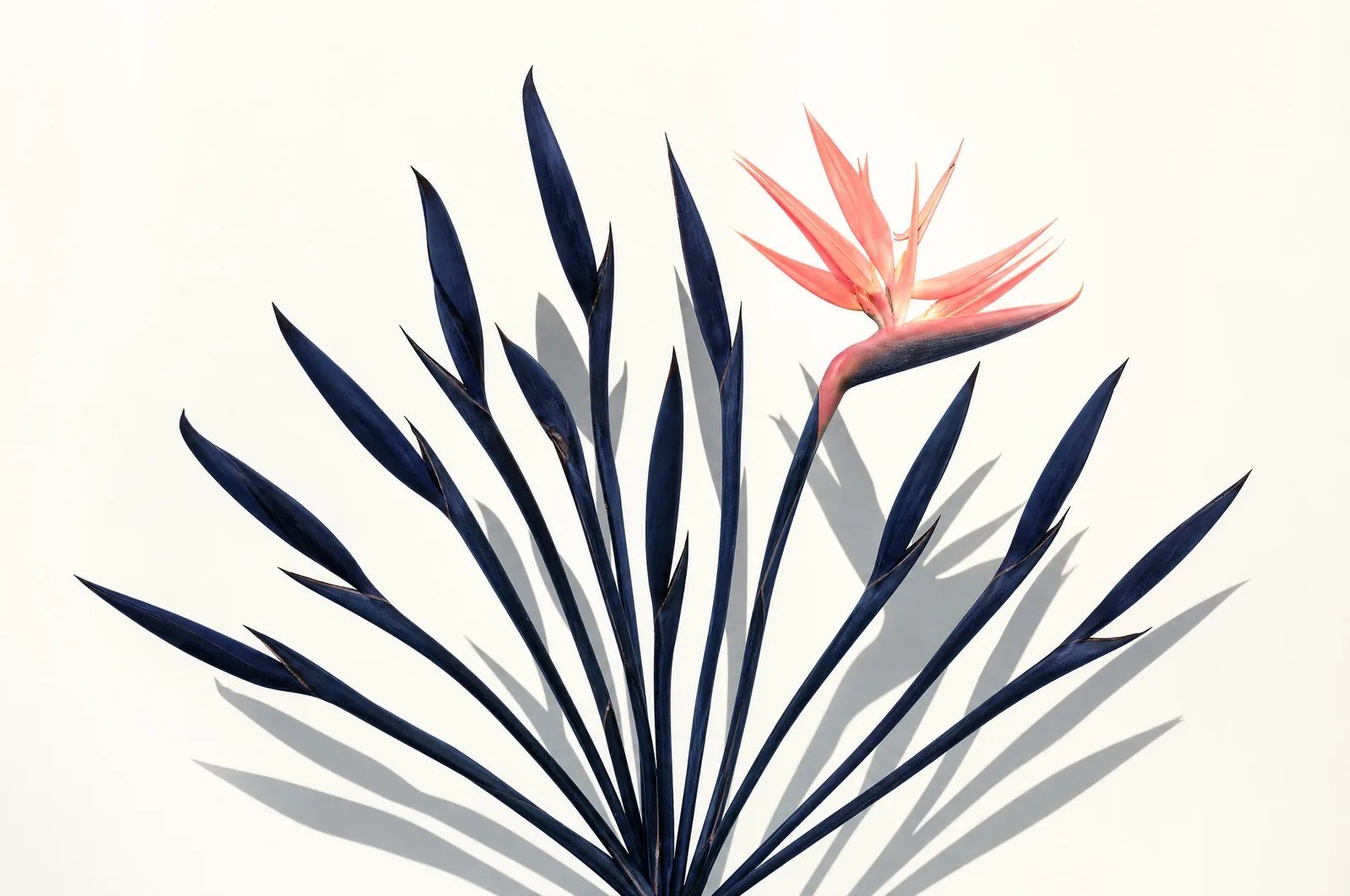 Deep navy strelitzia stems fanned from one base on white, a single coral bloom open