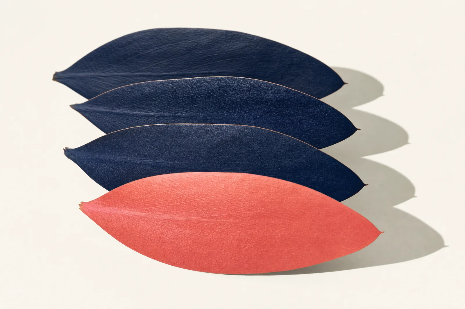Deep navy protea leaves layered in receding planes on white, the frontmost leaf coral