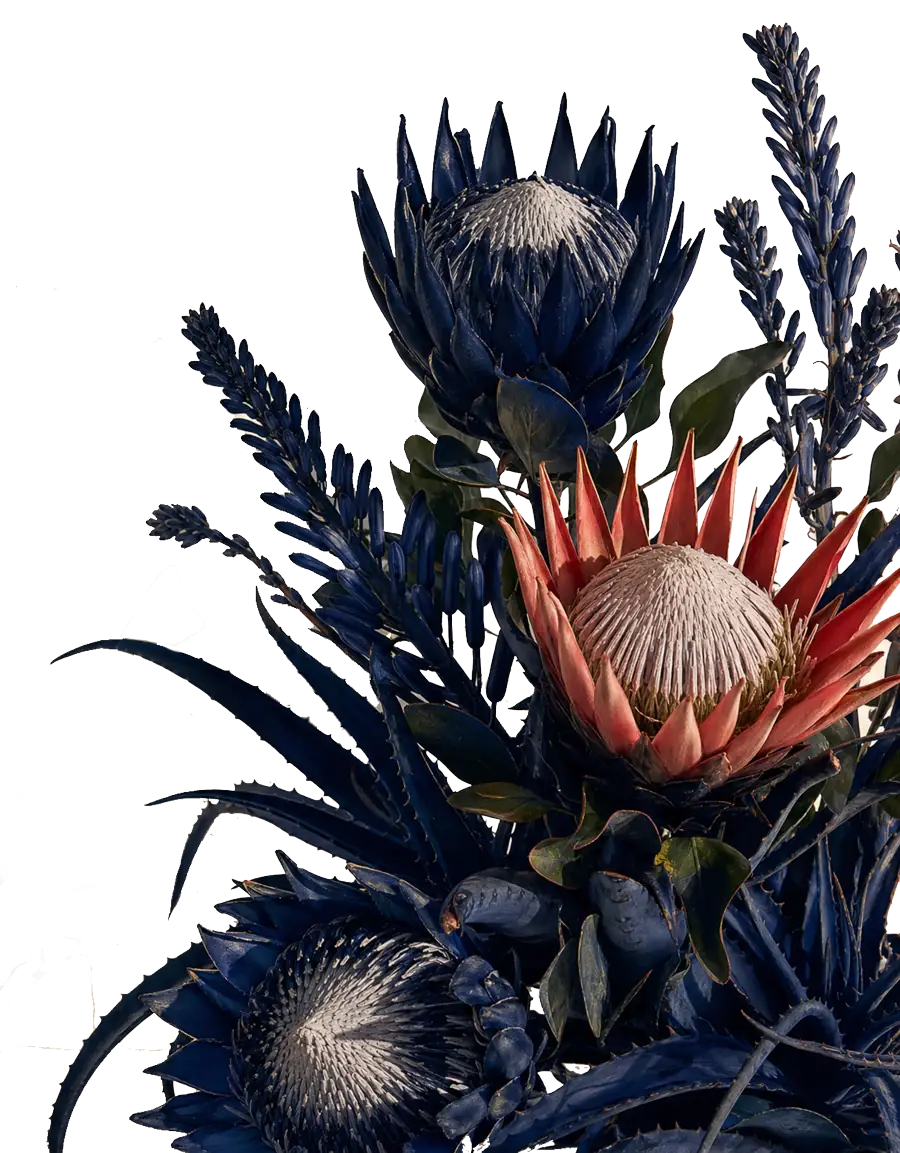 A cut-out arrangement of deep blue proteas and aloe with a single coral protea standing out among them