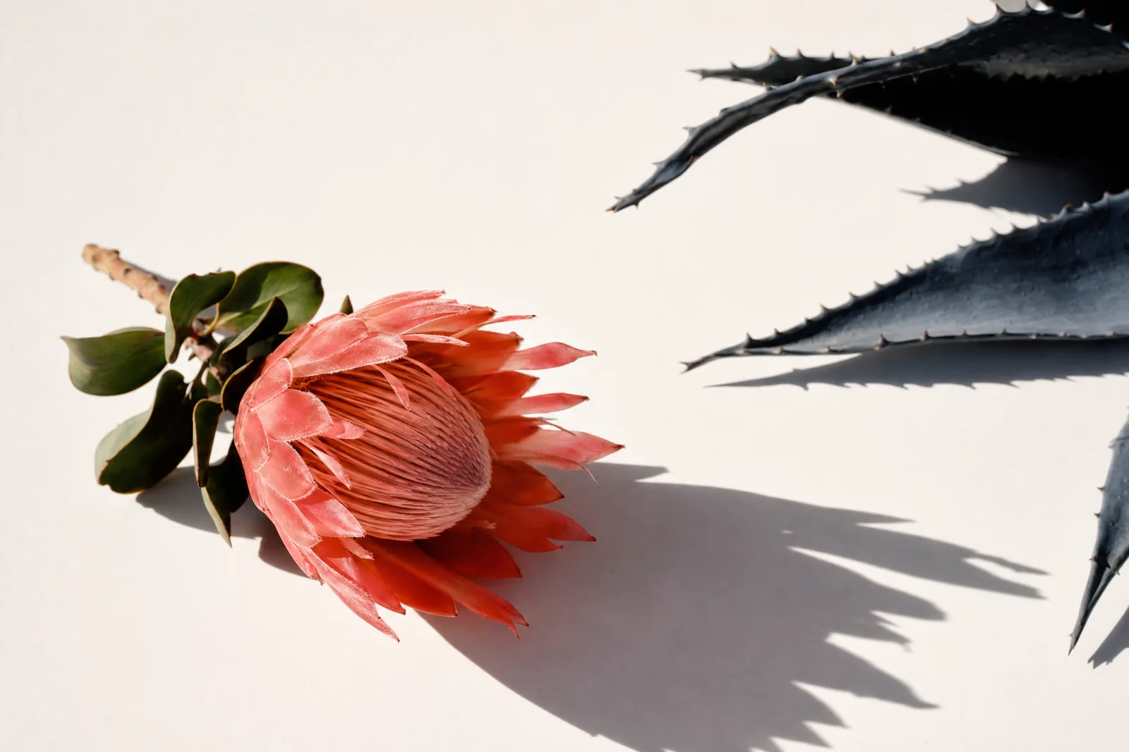 A coral king protea in hard directional light, throwing a long shadow across white