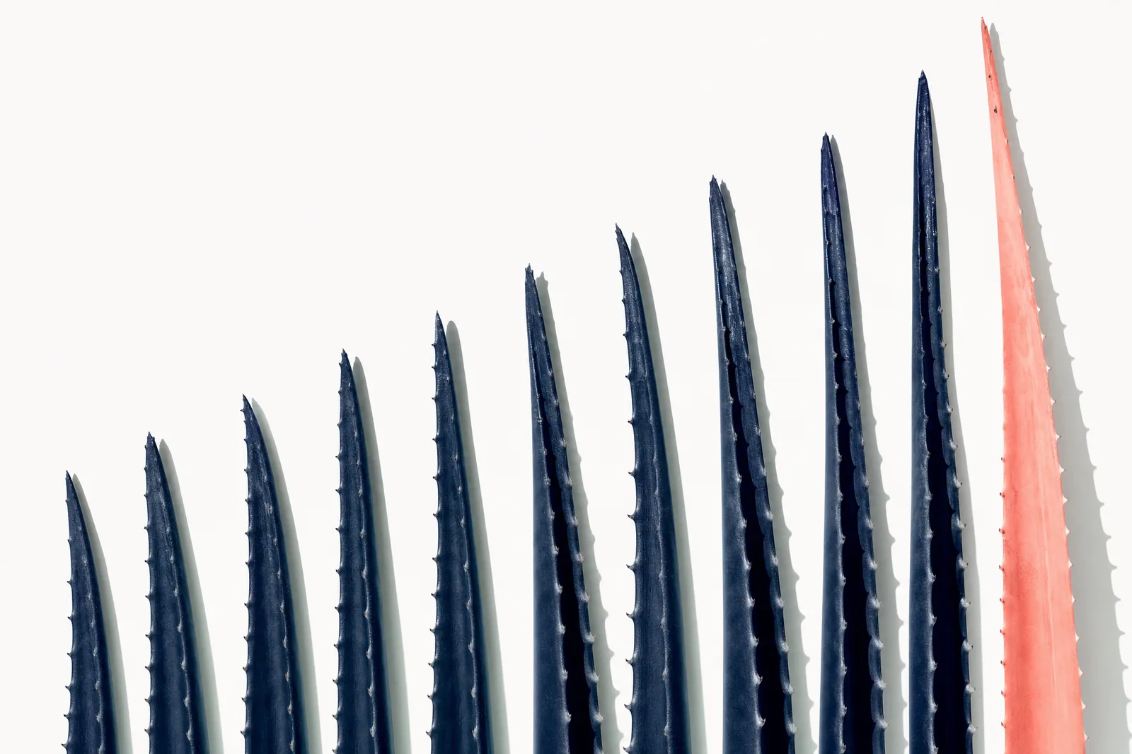 Navy aloe leaves standing in a rising stepped row against white, the tallest one coral