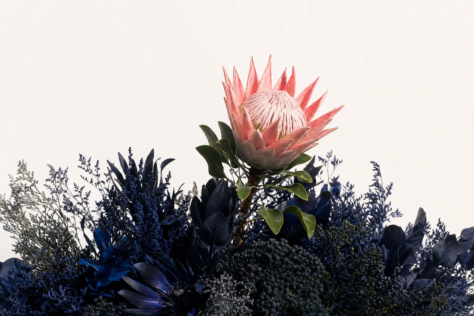 One coral king protea standing clear above a dense bank of deep navy fynbos
